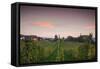 Vineyards in autumn at dusk, Kaiserstuhl, Burkheim, Baden-Wurttemberg, Germany-null-Framed Stretched Canvas