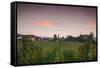 Vineyards in autumn at dusk, Kaiserstuhl, Burkheim, Baden-Wurttemberg, Germany-null-Framed Stretched Canvas