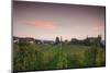 Vineyards in autumn at dusk, Kaiserstuhl, Burkheim, Baden-Wurttemberg, Germany-null-Mounted Photographic Print