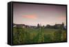 Vineyards in autumn at dusk, Kaiserstuhl, Burkheim, Baden-Wurttemberg, Germany-null-Framed Stretched Canvas