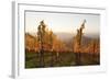 Vineyards in Autumn at Sunset, Stuttgart, Baden-Wurttemberg, Germany, Europe-Markus Lange-Framed Photographic Print