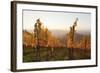 Vineyards in Autumn at Sunset, Stuttgart, Baden-Wurttemberg, Germany, Europe-Markus Lange-Framed Photographic Print