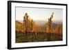 Vineyards in Autumn at Sunset, Stuttgart, Baden-Wurttemberg, Germany, Europe-Markus Lange-Framed Photographic Print