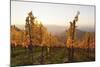 Vineyards in Autumn at Sunset, Stuttgart, Baden-Wurttemberg, Germany, Europe-Markus Lange-Mounted Photographic Print