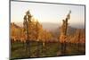 Vineyards in Autumn at Sunset, Stuttgart, Baden-Wurttemberg, Germany, Europe-Markus Lange-Mounted Photographic Print