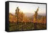 Vineyards in Autumn at Sunset, Stuttgart, Baden-Wurttemberg, Germany, Europe-Markus Lange-Framed Stretched Canvas