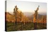 Vineyards in Autumn at Sunset, Stuttgart, Baden-Wurttemberg, Germany, Europe-Markus Lange-Stretched Canvas