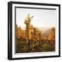 Vineyards in Autumn at Sunset, Stuttgart, Baden-Wurttemberg, Germany, Europe-Markus Lange-Framed Photographic Print