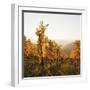 Vineyards in Autumn at Sunset, Stuttgart, Baden-Wurttemberg, Germany, Europe-Markus Lange-Framed Photographic Print