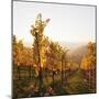 Vineyards in Autumn at Sunset, Stuttgart, Baden-Wurttemberg, Germany, Europe-Markus Lange-Mounted Photographic Print