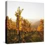 Vineyards in Autumn at Sunset, Stuttgart, Baden-Wurttemberg, Germany, Europe-Markus Lange-Stretched Canvas