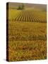 Vineyards in Autumn, Champagne, France, Europe-John Miller-Stretched Canvas