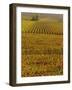 Vineyards in Autumn, Champagne, France, Europe-John Miller-Framed Photographic Print