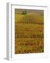 Vineyards in Autumn, Champagne, France, Europe-John Miller-Framed Photographic Print