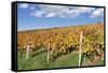 Vineyards in Autumn, Esslingen, Baden Wurttemberg, Germany, Europe-Markus-Framed Stretched Canvas