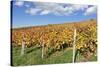 Vineyards in Autumn, Esslingen, Baden Wurttemberg, Germany, Europe-Markus-Stretched Canvas