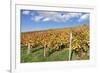 Vineyards in Autumn, Esslingen, Baden Wurttemberg, Germany, Europe-Markus-Framed Photographic Print