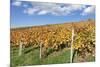 Vineyards in Autumn, Esslingen, Baden Wurttemberg, Germany, Europe-Markus-Mounted Photographic Print