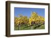 Vineyards in Autumn, Esslingen, Baden Wurttemberg, Germany, Europe-Markus-Framed Photographic Print