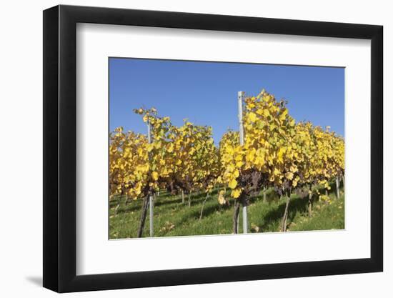 Vineyards in Autumn, Esslingen, Baden Wurttemberg, Germany, Europe-Markus-Framed Photographic Print