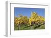 Vineyards in Autumn, Esslingen, Baden Wurttemberg, Germany, Europe-Markus-Framed Photographic Print