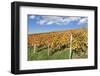 Vineyards in Autumn, Esslingen, Baden Wurttemberg, Germany, Europe-Markus-Framed Photographic Print