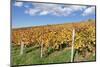 Vineyards in Autumn, Esslingen, Baden Wurttemberg, Germany, Europe-Markus-Mounted Photographic Print