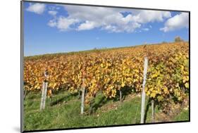 Vineyards in Autumn, Esslingen, Baden Wurttemberg, Germany, Europe-Markus-Mounted Photographic Print