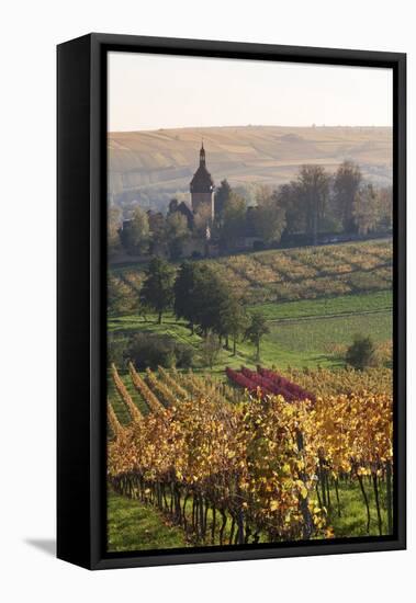 Vineyards in Autumn, German Wine Route, Pfalz, Rhineland-Palatinate, Germany, Europe-Marcus Lange-Framed Stretched Canvas