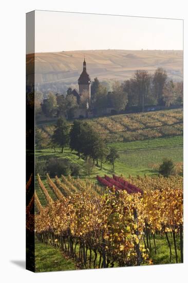 Vineyards in Autumn, German Wine Route, Pfalz, Rhineland-Palatinate, Germany, Europe-Marcus Lange-Stretched Canvas