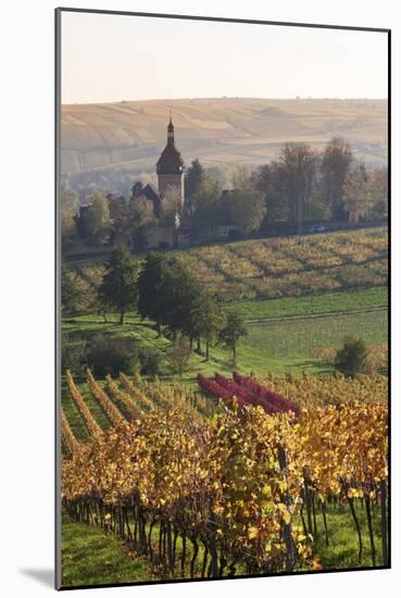 Vineyards in Autumn, German Wine Route, Pfalz, Rhineland-Palatinate, Germany, Europe-Marcus Lange-Mounted Photographic Print