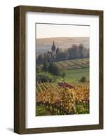 Vineyards in Autumn, German Wine Route, Pfalz, Rhineland-Palatinate, Germany, Europe-Marcus Lange-Framed Photographic Print