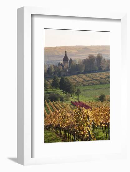 Vineyards in Autumn, German Wine Route, Pfalz, Rhineland-Palatinate, Germany, Europe-Marcus Lange-Framed Photographic Print