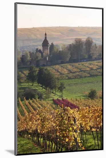 Vineyards in Autumn, German Wine Route, Pfalz, Rhineland-Palatinate, Germany, Europe-Marcus Lange-Mounted Photographic Print