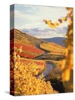 Vineyards in autumn in Esslingen/Neckar-Herbert Kehrer-Stretched Canvas