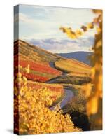Vineyards in autumn in Esslingen/Neckar-Herbert Kehrer-Stretched Canvas