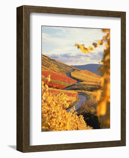 Vineyards in autumn in Esslingen/Neckar-Herbert Kehrer-Framed Premium Photographic Print