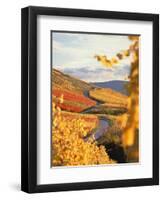 Vineyards in autumn in Esslingen/Neckar-Herbert Kehrer-Framed Premium Photographic Print
