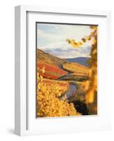 Vineyards in autumn in Esslingen/Neckar-Herbert Kehrer-Framed Premium Photographic Print
