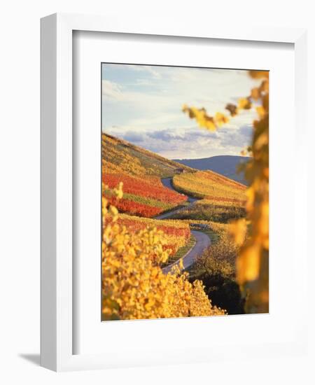 Vineyards in autumn in Esslingen/Neckar-Herbert Kehrer-Framed Premium Photographic Print