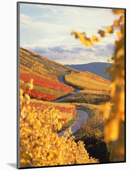 Vineyards in autumn in Esslingen/Neckar-Herbert Kehrer-Mounted Premium Photographic Print