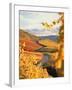 Vineyards in autumn in Esslingen/Neckar-Herbert Kehrer-Framed Premium Photographic Print