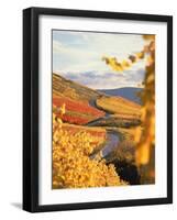 Vineyards in autumn in Esslingen/Neckar-Herbert Kehrer-Framed Photographic Print