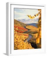 Vineyards in autumn in Esslingen/Neckar-Herbert Kehrer-Framed Photographic Print