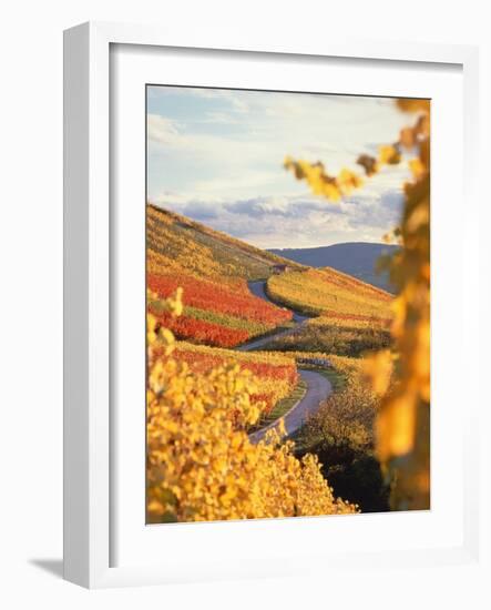 Vineyards in autumn in Esslingen/Neckar-Herbert Kehrer-Framed Photographic Print