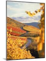 Vineyards in autumn in Esslingen/Neckar-Herbert Kehrer-Mounted Photographic Print