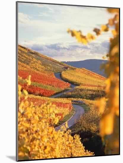 Vineyards in autumn in Esslingen/Neckar-Herbert Kehrer-Mounted Photographic Print