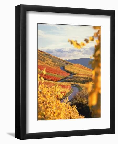 Vineyards in autumn in Esslingen/Neckar-Herbert Kehrer-Framed Photographic Print