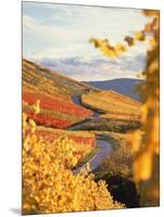 Vineyards in autumn in Esslingen/Neckar-Herbert Kehrer-Mounted Photographic Print