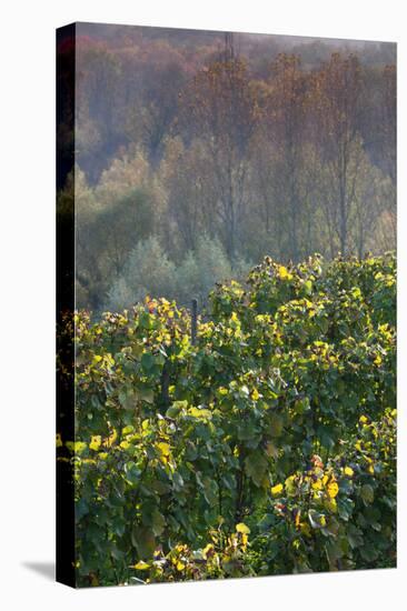 Vineyards in autumn, Kaiserstuhl, Burkheim, Baden-Wurttemberg, Germany-null-Stretched Canvas